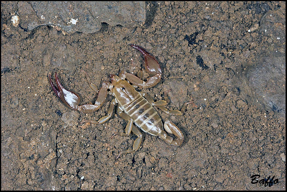 Euscorpius aquilejensis